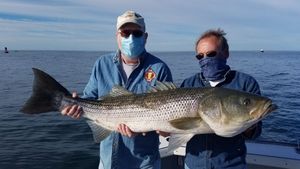 Giant Striped Bass in Chesapeake Bay